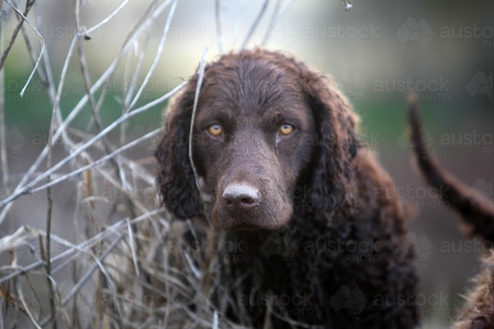 Curly retriever dog looking at camera - Australian Stock Image