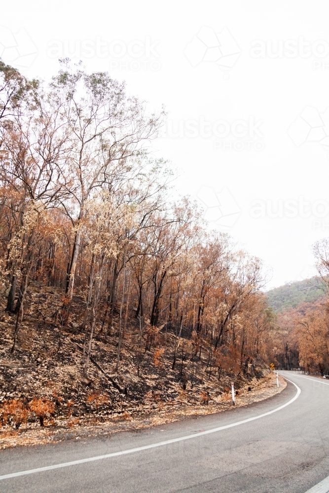 Curve in road with burnt killed trees on the roadside - Australian Stock Image