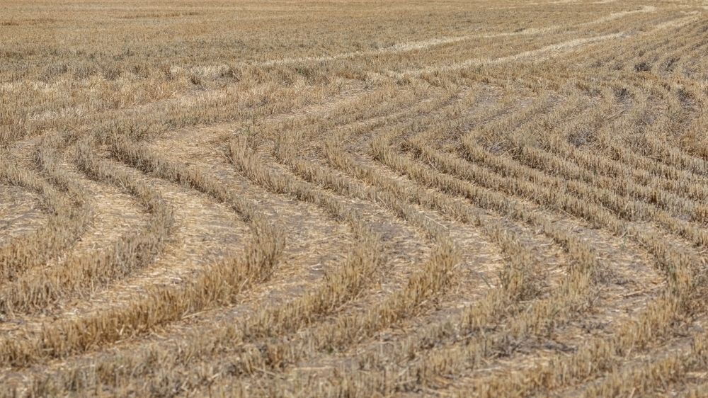 curved patterns in a field of stubble after harvesting in rural NSW - Australian Stock Image