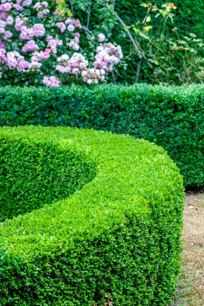 Curving green hedge with pink rose bush in garden - Australian Stock Image