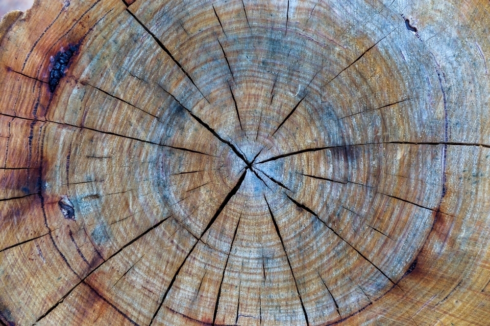 Cut tree stump - Australian Stock Image