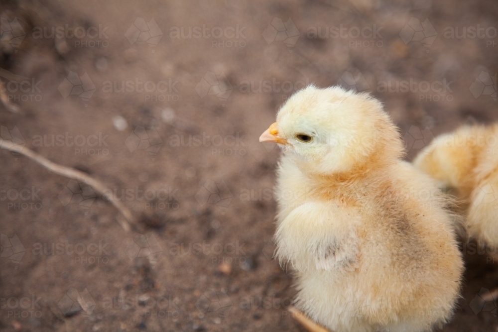 Cute baby chicks standing in the dirt - Australian Stock Image