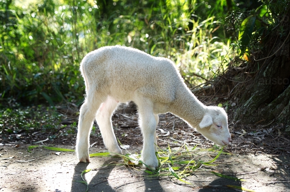 cute baby lamb eating grass next to tree - Australian Stock Image