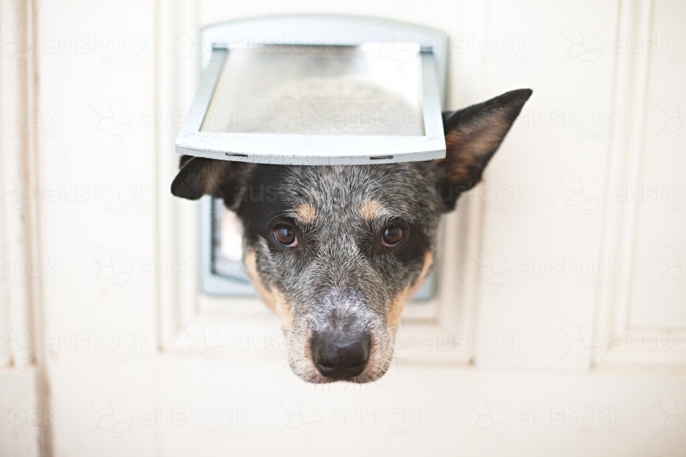 Cute blue heeler dog with head poking through a dog door - Australian Stock Image