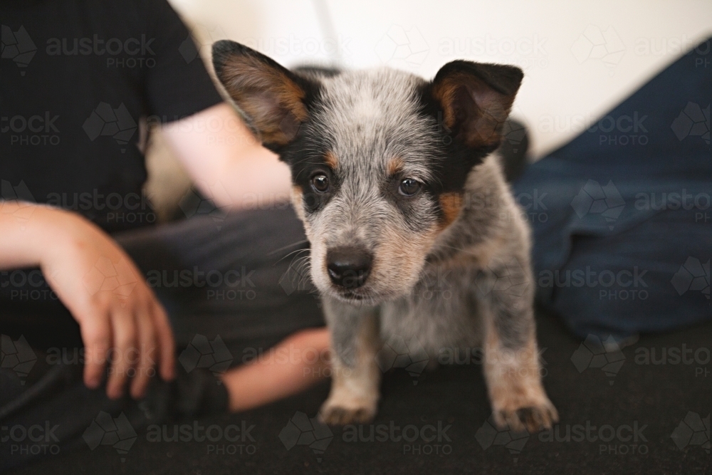 Cute blue heeler puppy inside on a couch - Australian Stock Image