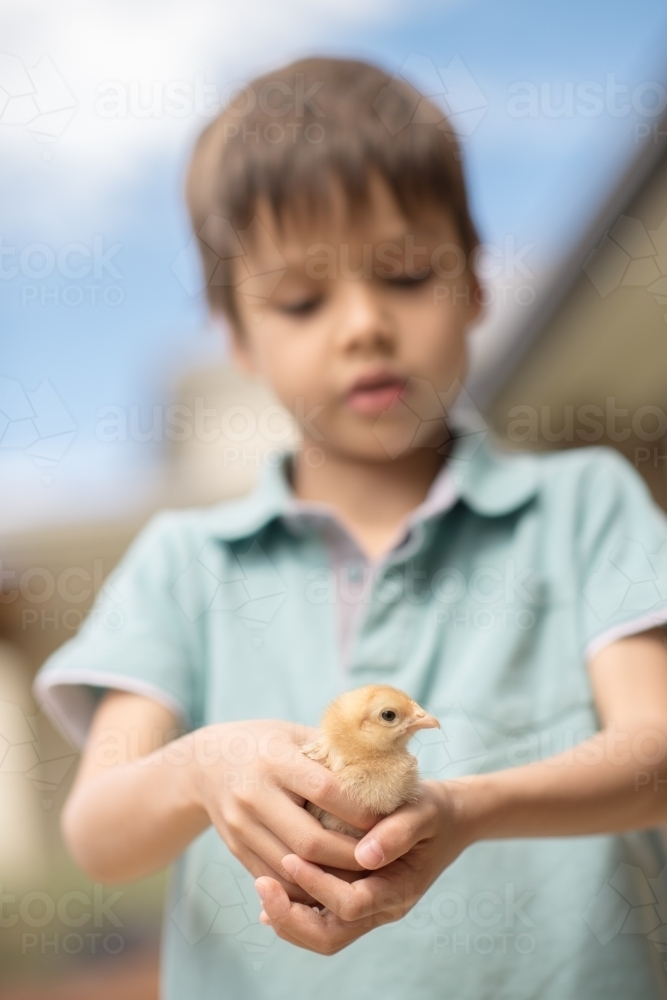 Cute boy holding his pet backyard chicken in the backyard of his suburban home - Australian Stock Image