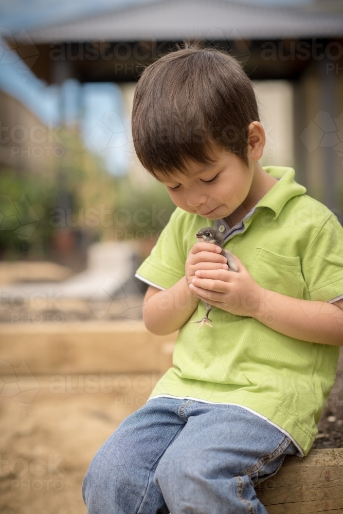 Cute boy holding his pet chicken in the backyard of his suburban home - Australian Stock Image