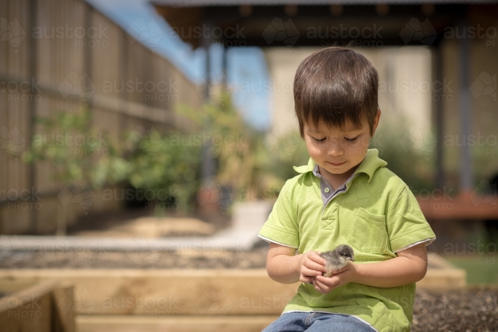 Cute boy holding his pet chicken in the backyard of his suburban home - Australian Stock Image