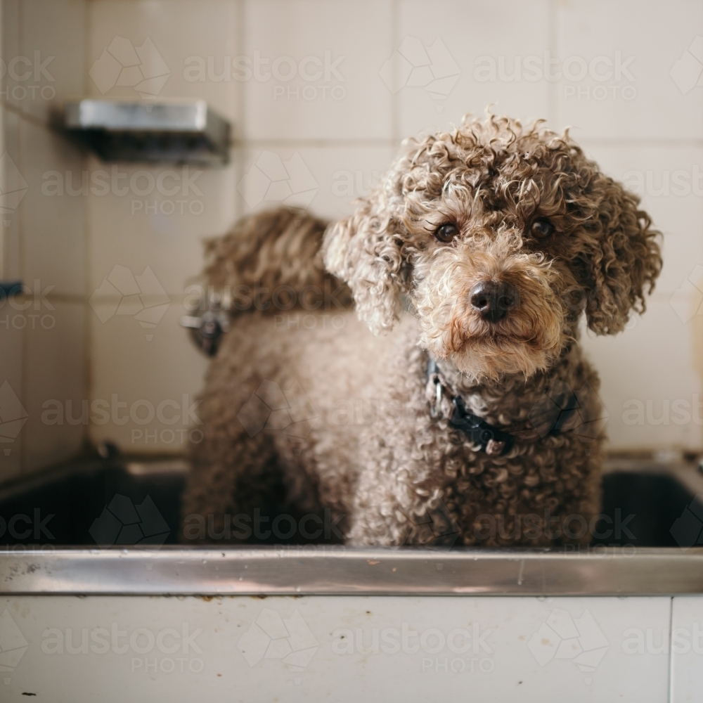 Cute brown toy poodle in the laundry trough for a bath - Australian Stock Image