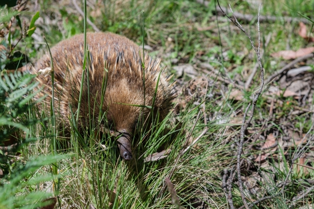 cute echidna peeking through grass - Australian Stock Image