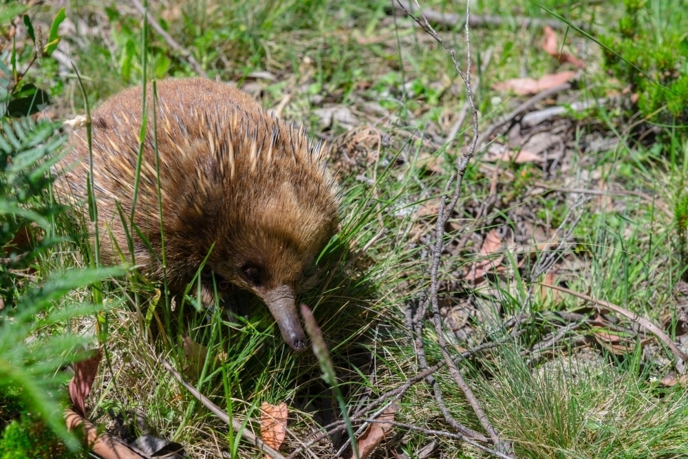 cute echidna trying to hide in the grass - Australian Stock Image