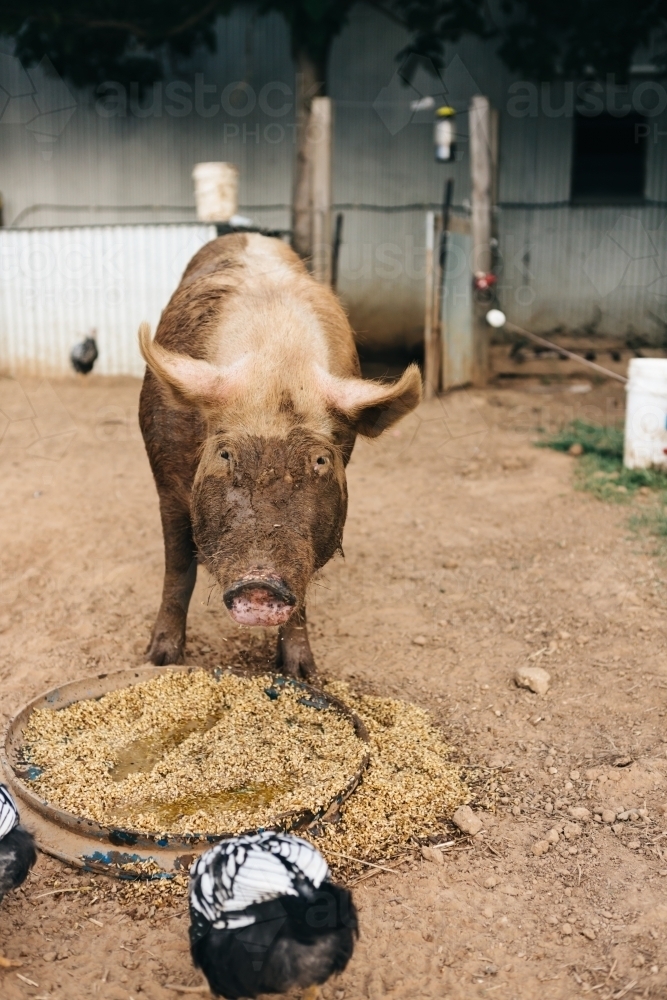 Cute farm pig eating grains and looking at camera - Australian Stock Image
