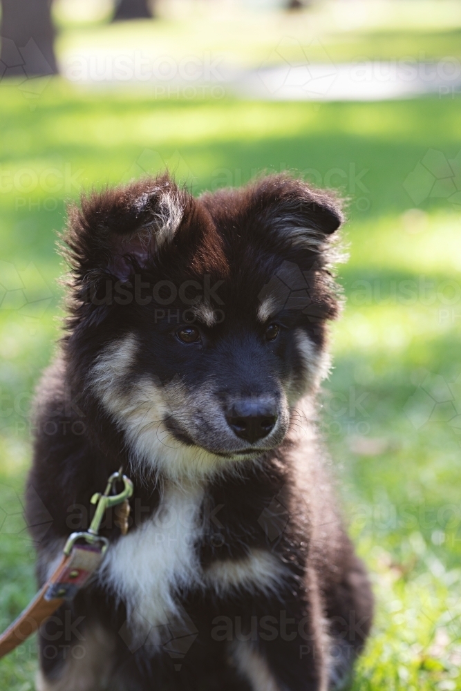 Cute Finnish Lapphund puppy dog in a park in Melbourne - Australian Stock Image