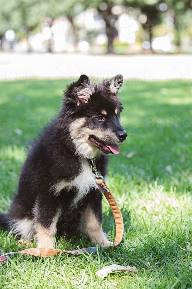 Cute Finnish Lapphund puppy dog in a park in Melbourne - Australian Stock Image