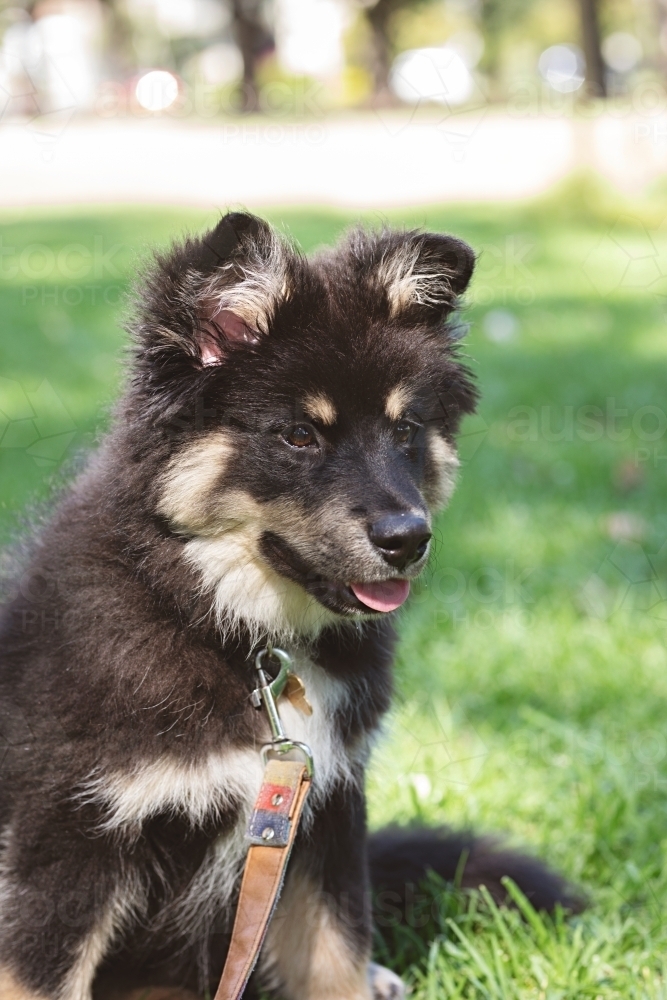 Cute Finnish Lapphund puppy dog in a park in Melbourne - Australian Stock Image