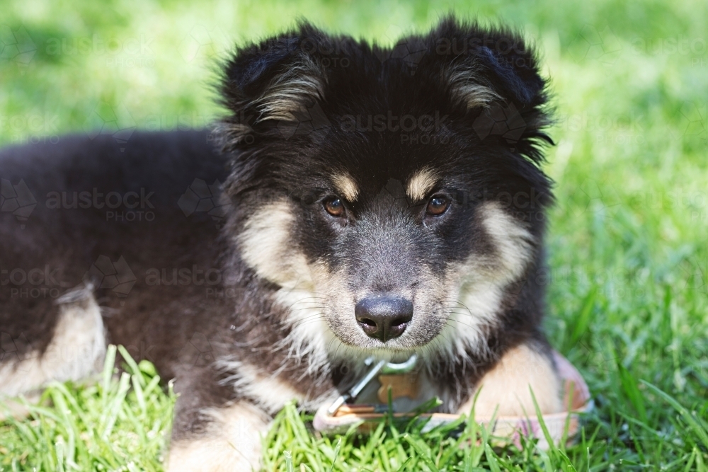Cute Finnish Lapphund puppy dog in a park in Melbourne - Australian Stock Image