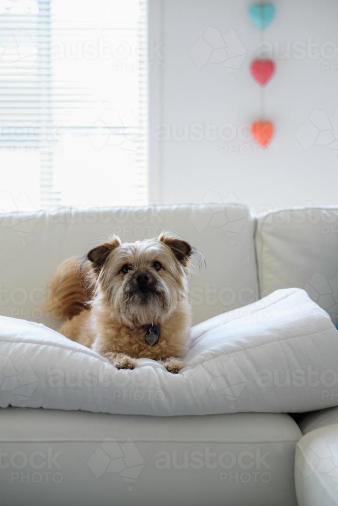 Cute fluffy dog on white sofa - Australian Stock Image
