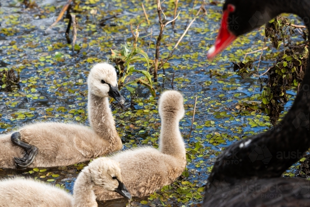 Cute fluffy signets with Black Swan parent blurred in foreground - Australian Stock Image
