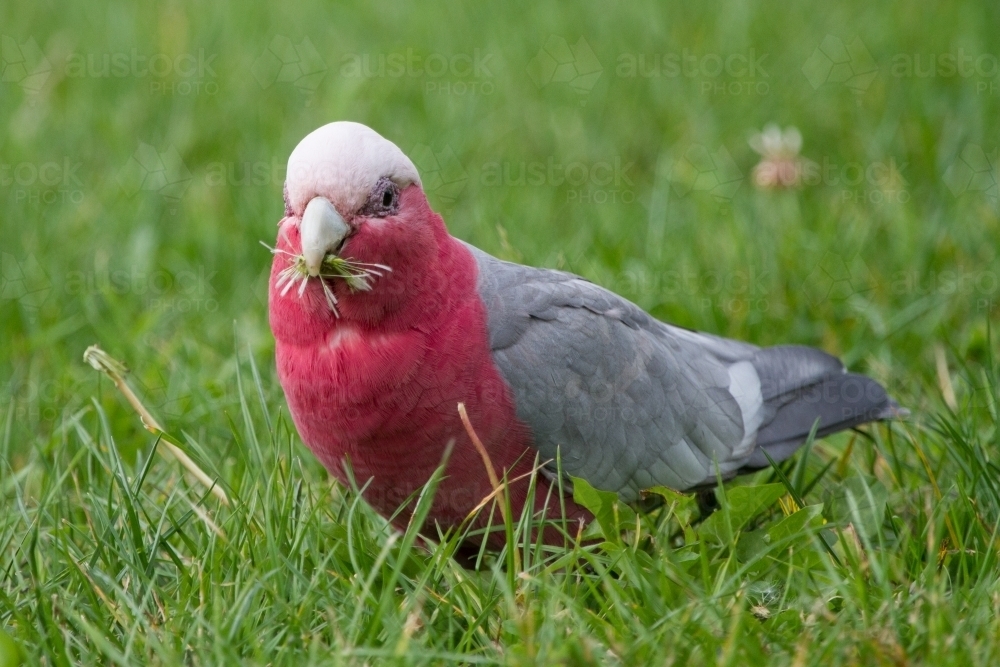 Cute Galah Feeding on the Ground - Australian Stock Image