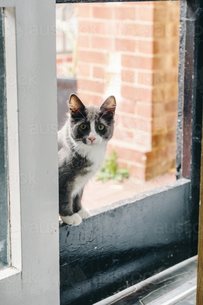 cute grey and white cat in doorway at home - Australian Stock Image