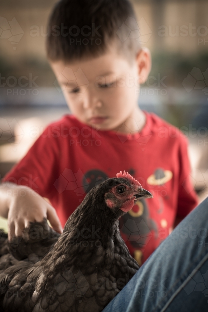 Cute mixed race boy plays with a backyard chicken - Australian Stock Image