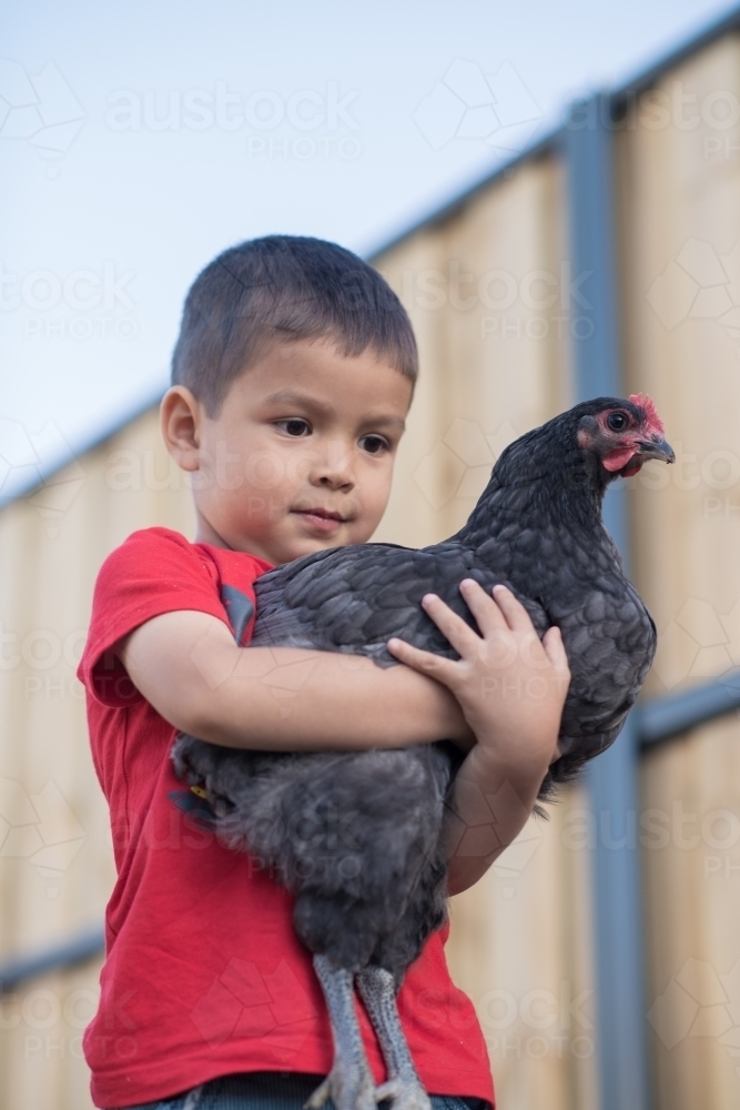 Cute mixed race boy plays with his backyard chicken in a suburban backyard - Australian Stock Image