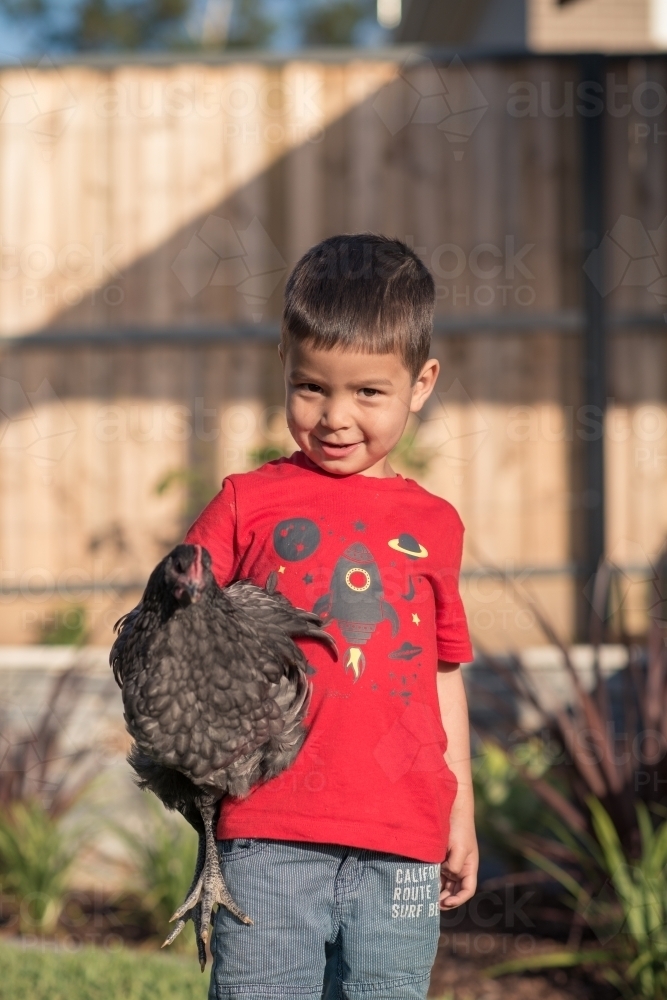 Cute mixed race boy plays with his backyard chickens in a suburban backyard - Australian Stock Image