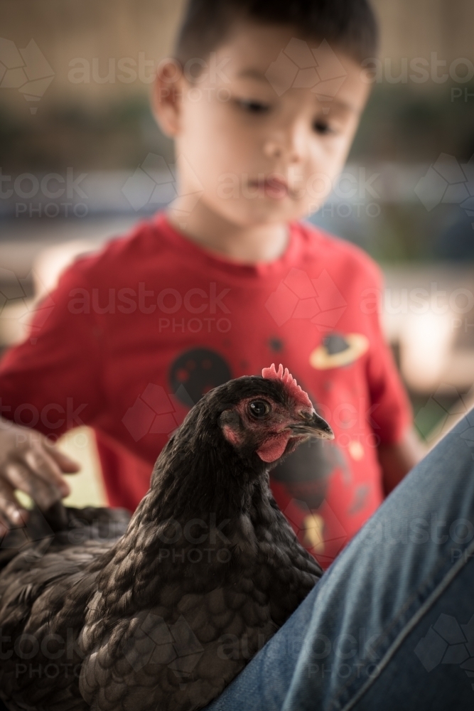 Cute mixed race boy plays with his chook in a suburban backyard - Australian Stock Image