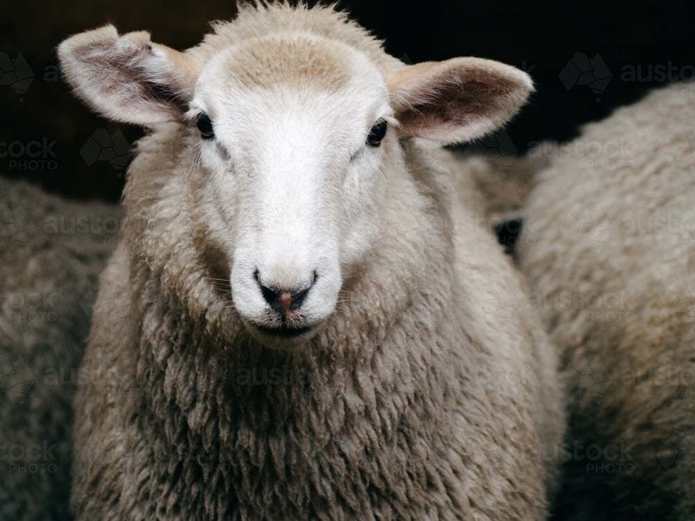 Cute new seasons lamb ready for his shearing time haircut - Australian Stock Image