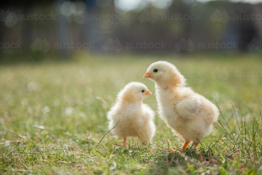 Cute pair of day old Buff Sussex chicks on the grass - Australian Stock Image