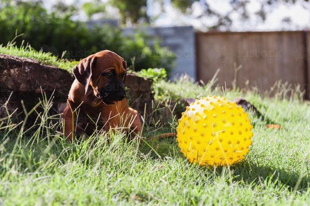 cute puppy looking at yellow ball - Australian Stock Image