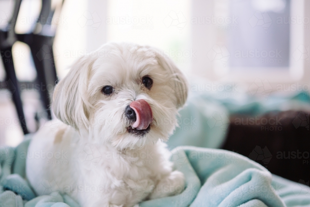 Cute white maltese silky terrier licking his nose - Australian Stock Image