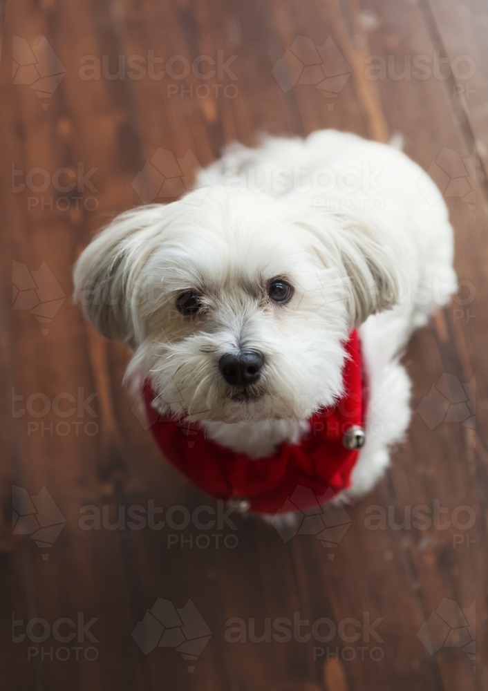 Cute white maltese silky terrier with Christmas bell collar - Australian Stock Image