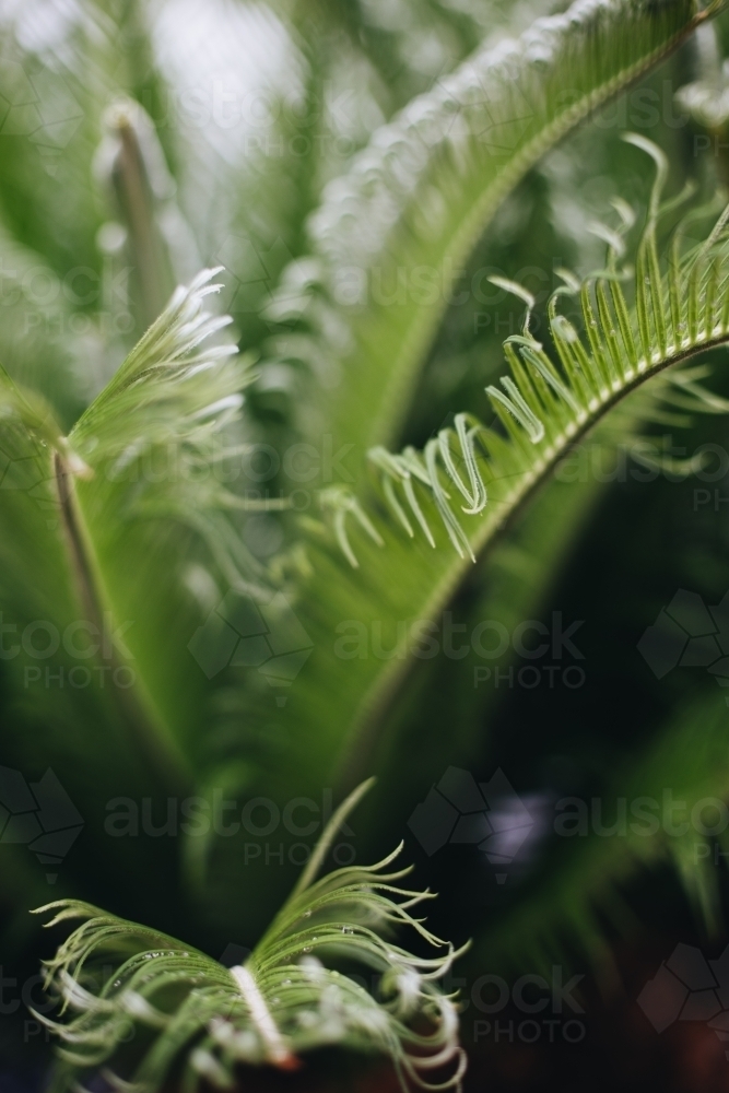 Cycad Leaves - Australian Stock Image