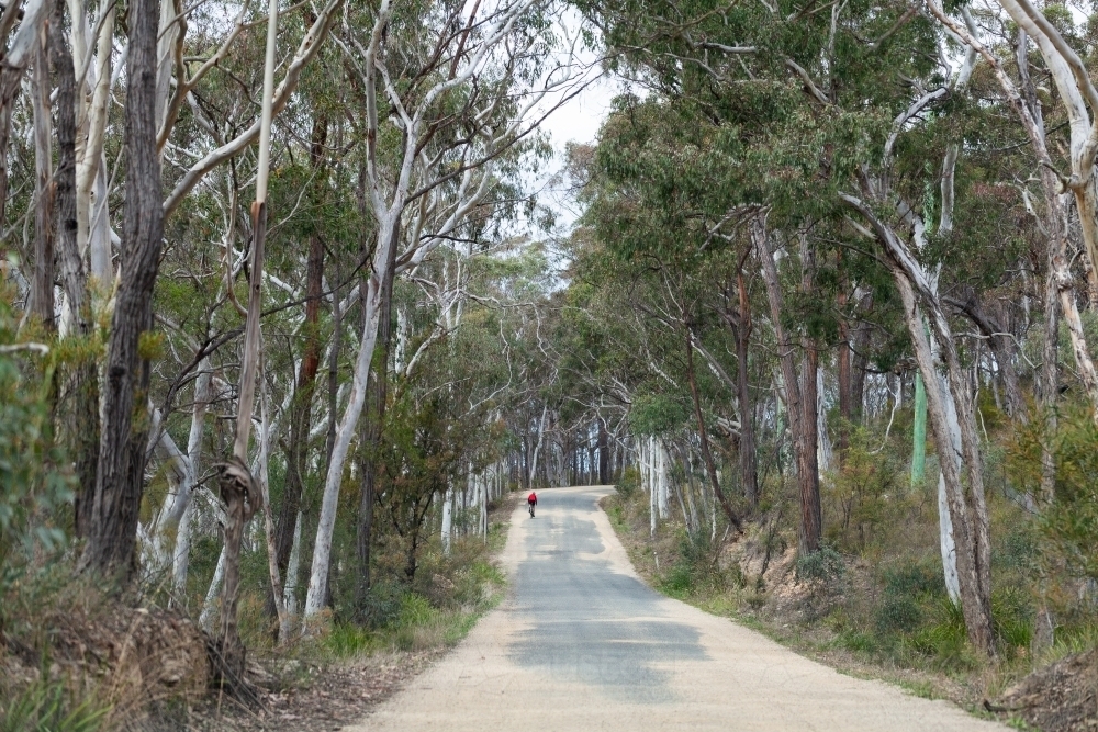 Cyclist riding down road in remote bushland in NSW Australia - Australian Stock Image
