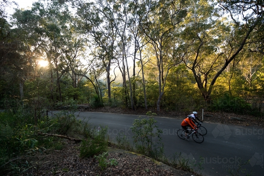 Cyclists riding on road in rainforest during sunrise - Australian Stock Image
