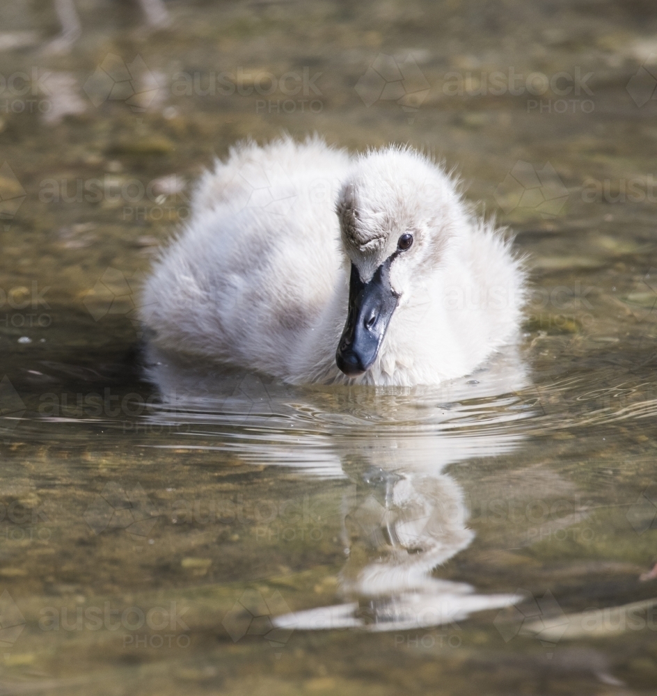 Cygnet looking at its reflection swimming in the water - Australian Stock Image