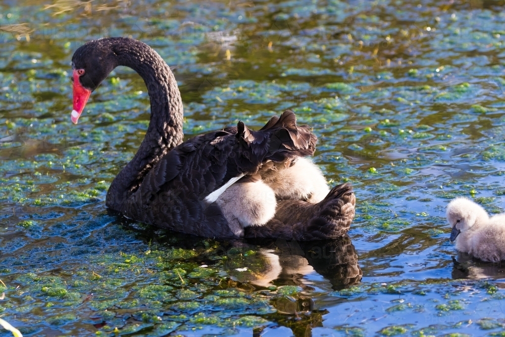 Cygnets hitching a ride with mum - Australian Stock Image