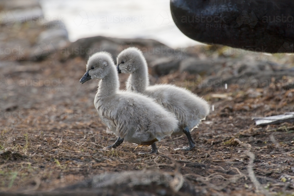 Cygnets walking on shore of lake - Australian Stock Image