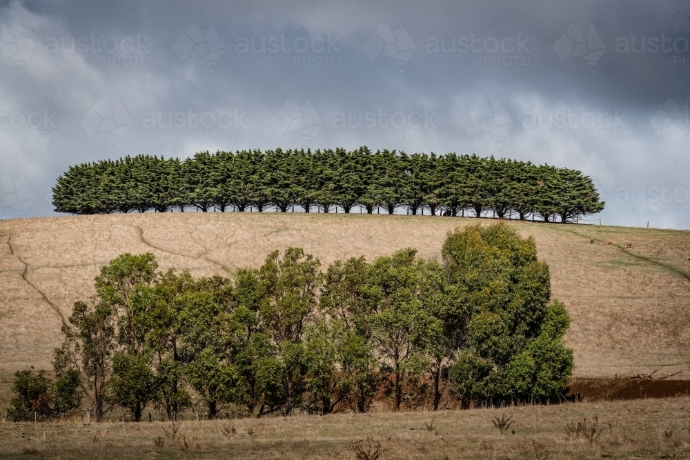Cypress grove on a hill - Australian Stock Image