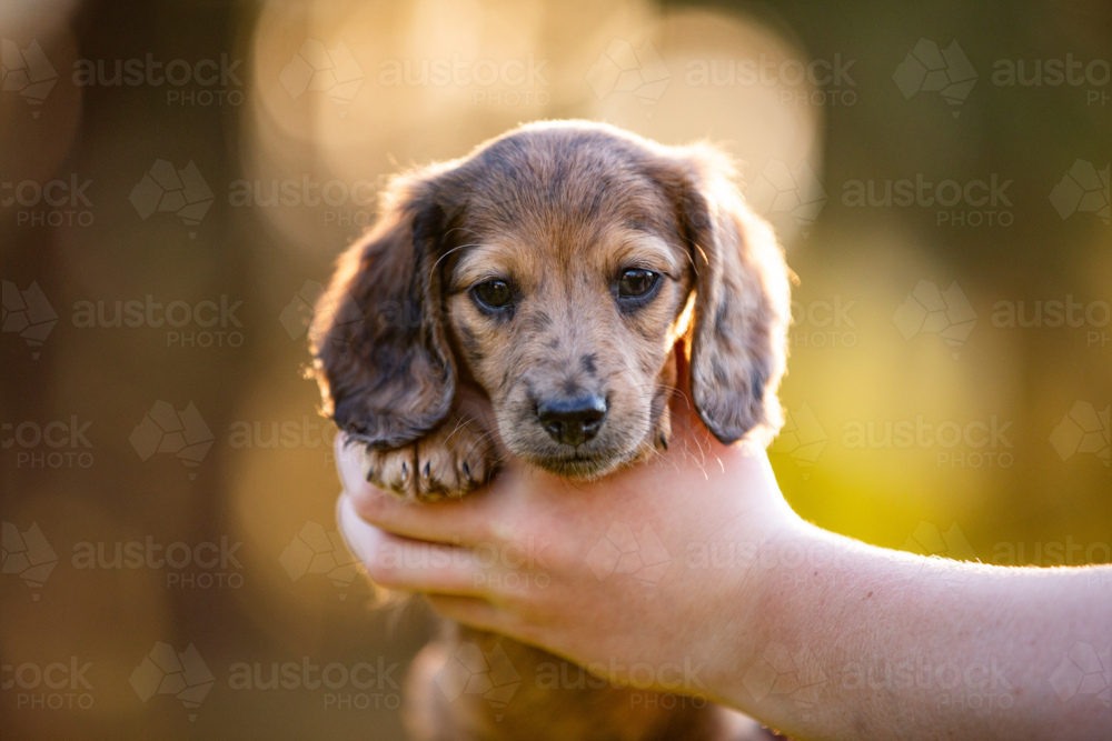 Dachshund puppy being held up by human hands - Australian Stock Image