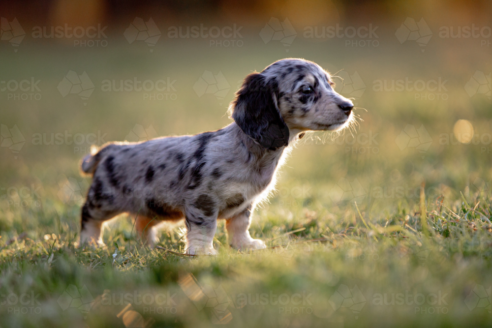 Dachshund puppy walking on the grass field - Australian Stock Image