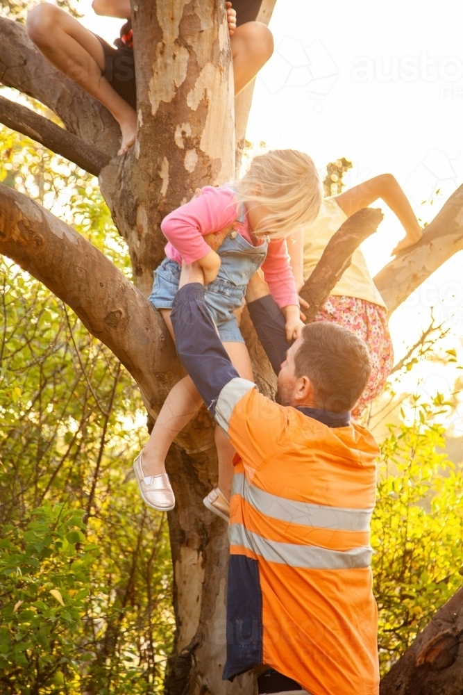Dad helping children climbing a gum tree - Australian Stock Image