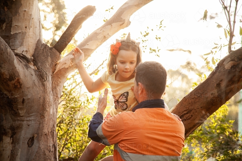 Dad helping children climbing a gum tree - Australian Stock Image