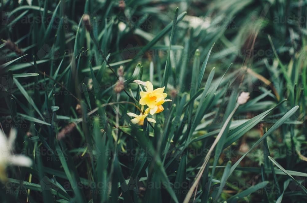 Daffodil in a garden - Australian Stock Image