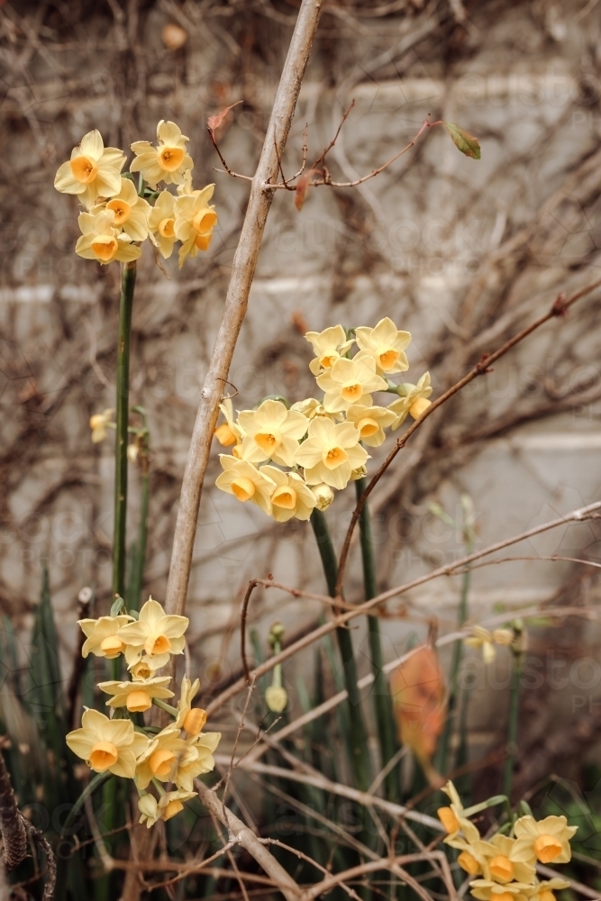 daffodil plants flowering in spring among wintry plants - Australian Stock Image
