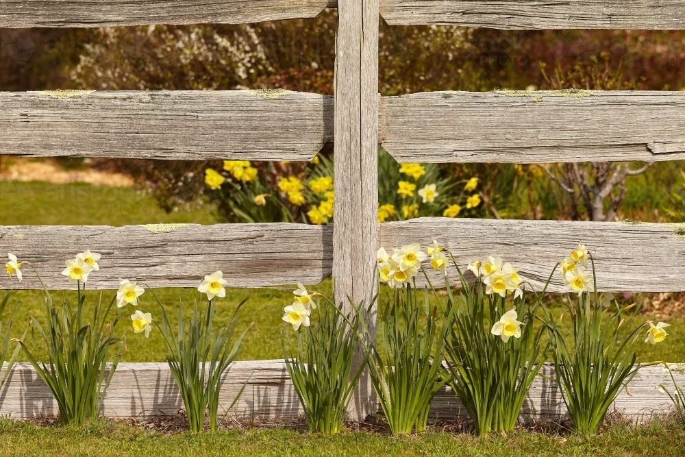 Daffodils and old fence - Australian Stock Image