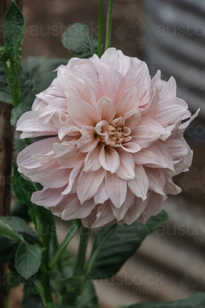Dahlia flower close up - Australian Stock Image