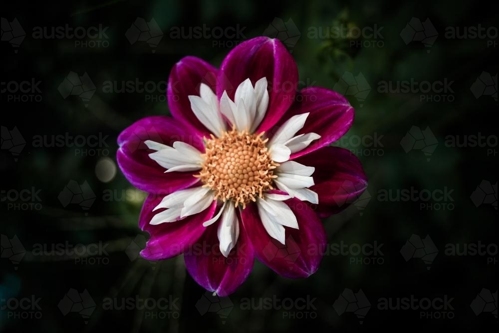 Dahlia Flower Detail - Australian Stock Image
