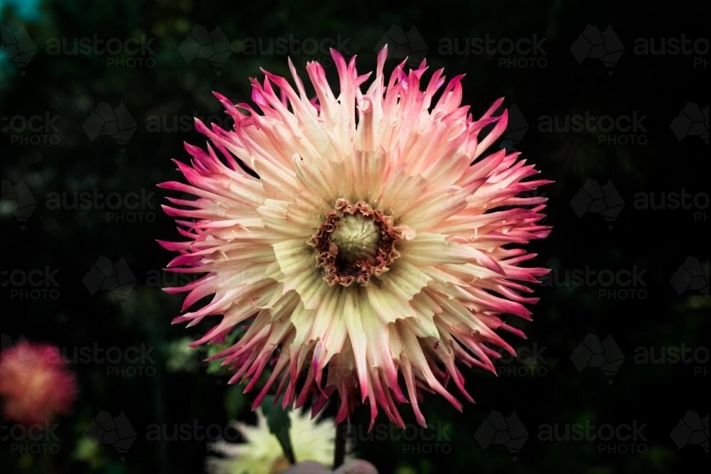 Dahlia Flower Detail - Australian Stock Image
